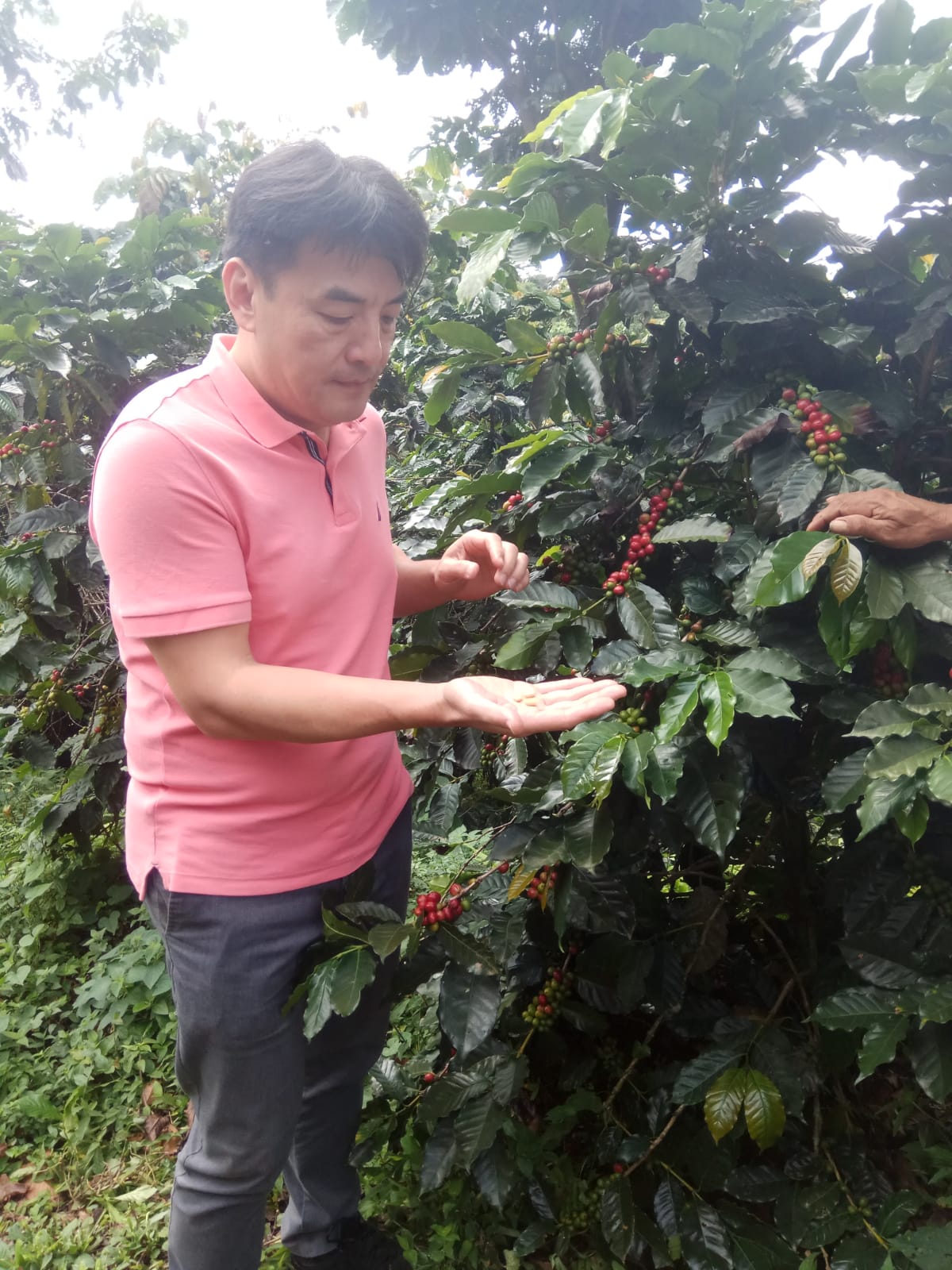採收成熟咖啡果實